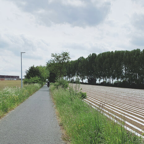 Paterroute